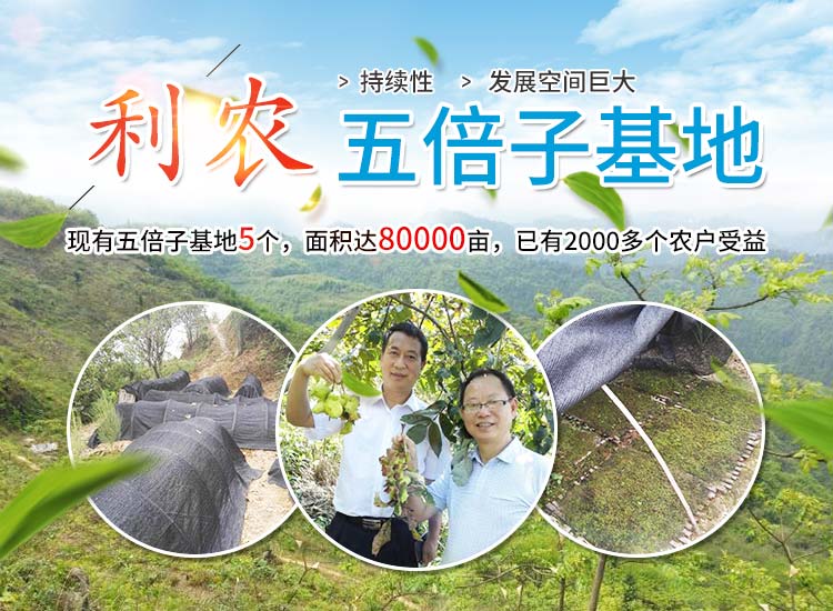 湖南利农五倍子产业发展有限公司_湖南五倍子深（精）加工
