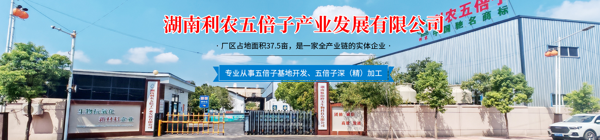 湖南利农五倍子产业发展有限公司_湖南五倍子深（精）加工