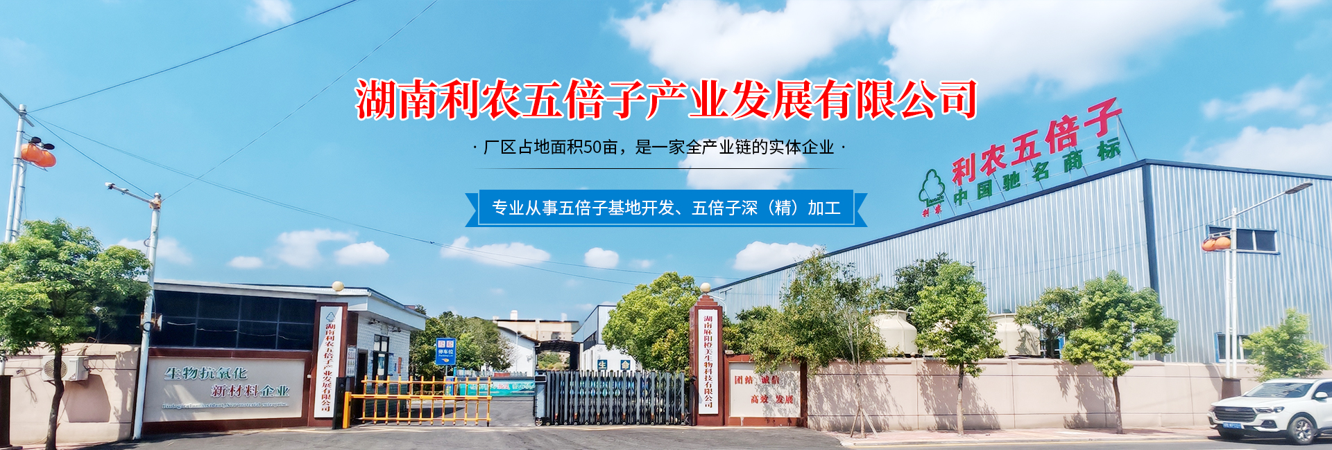 湖南利农五倍子产业发展有限公司_湖南五倍子深（精）加工